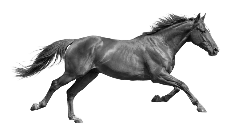 running horse