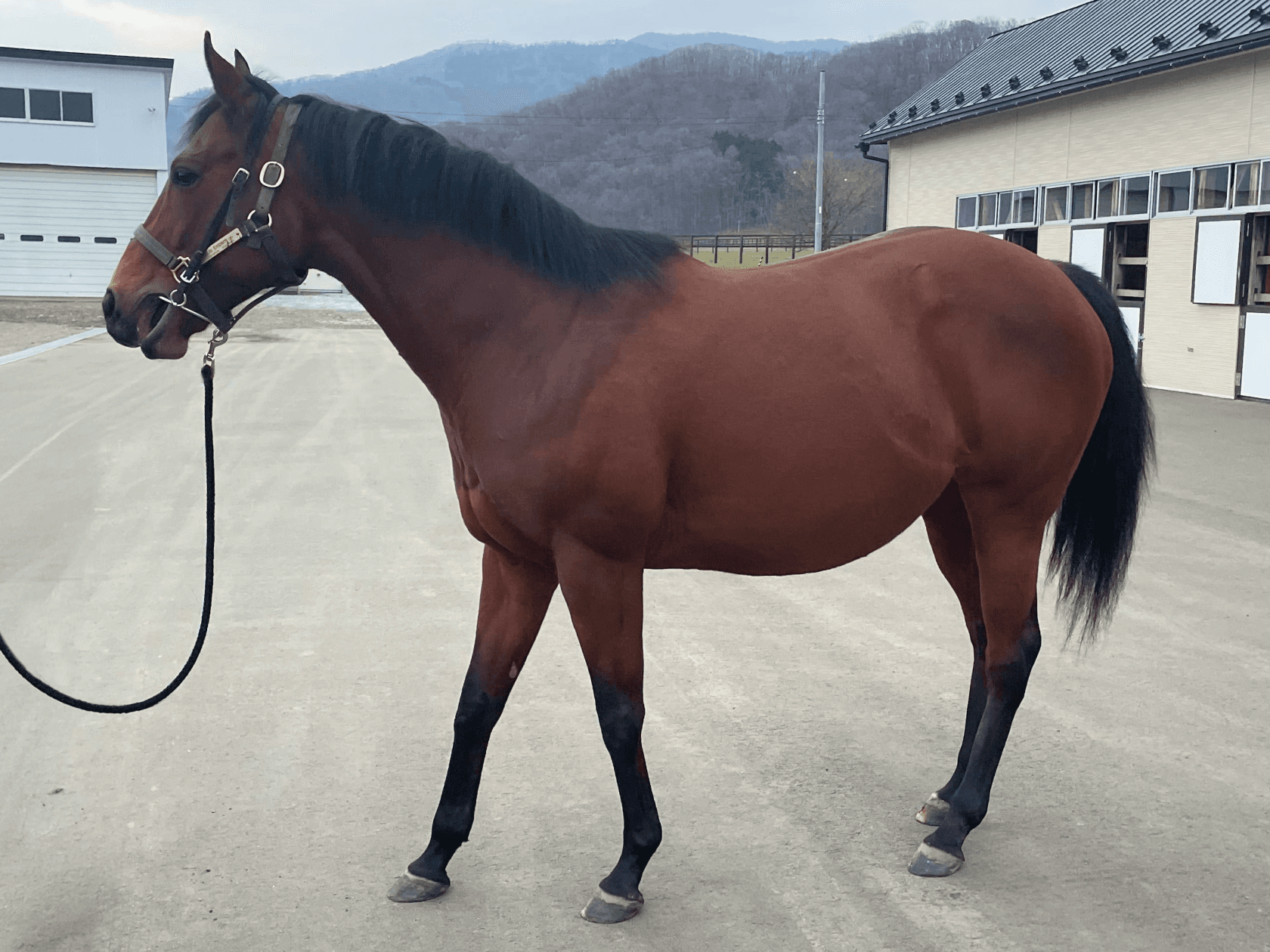 ホーリーエンブレム