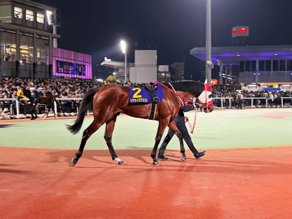 horse gallery