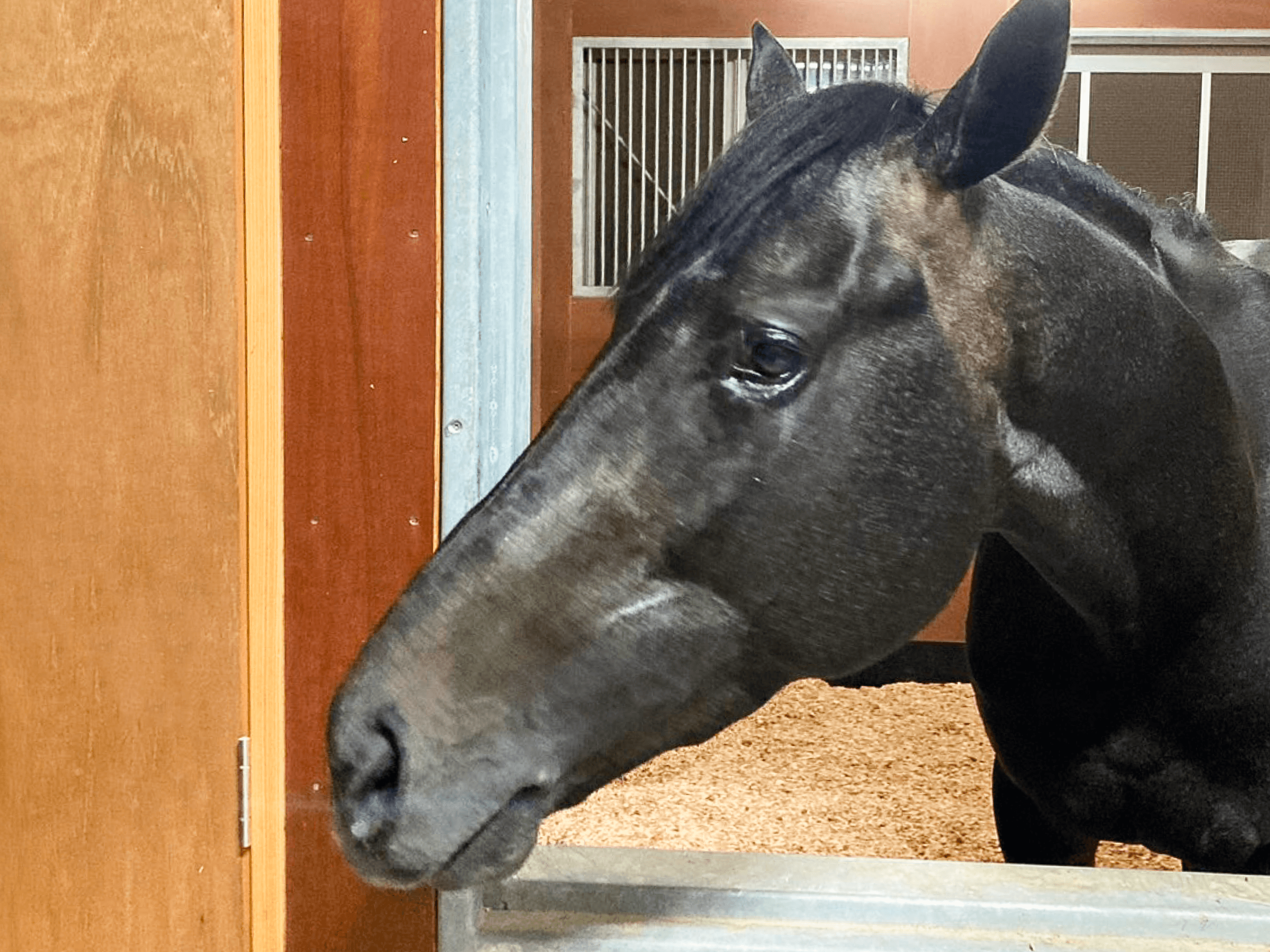 horse gallery