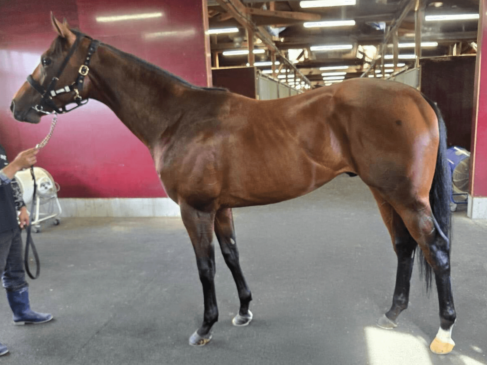 リアライズガイザー