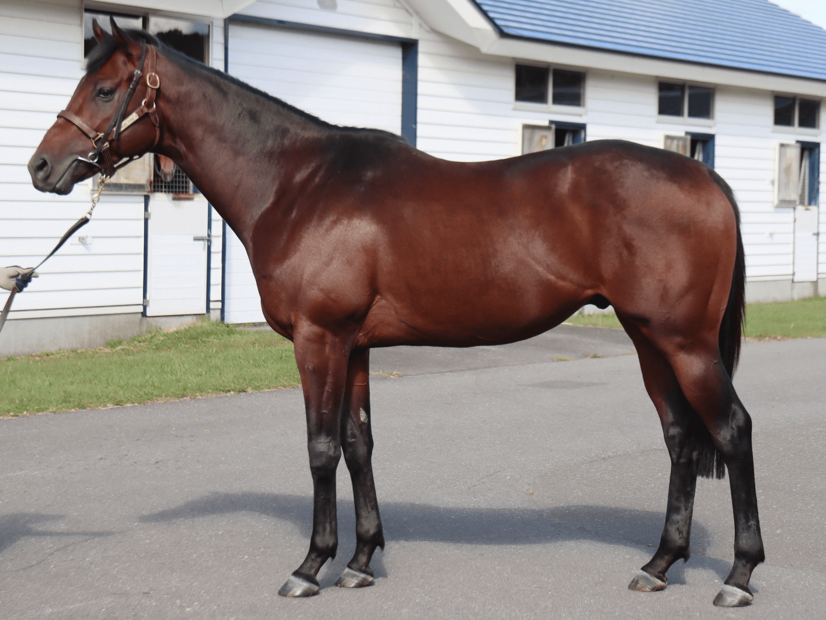 リアライズルークス