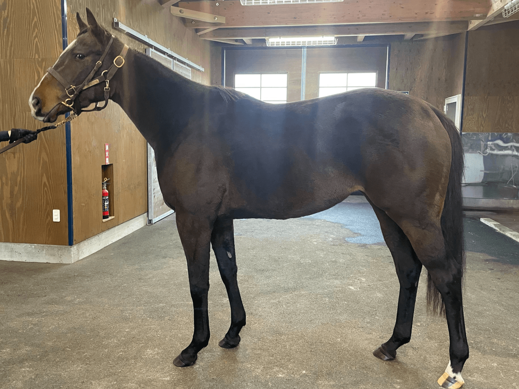 リアライズリリー