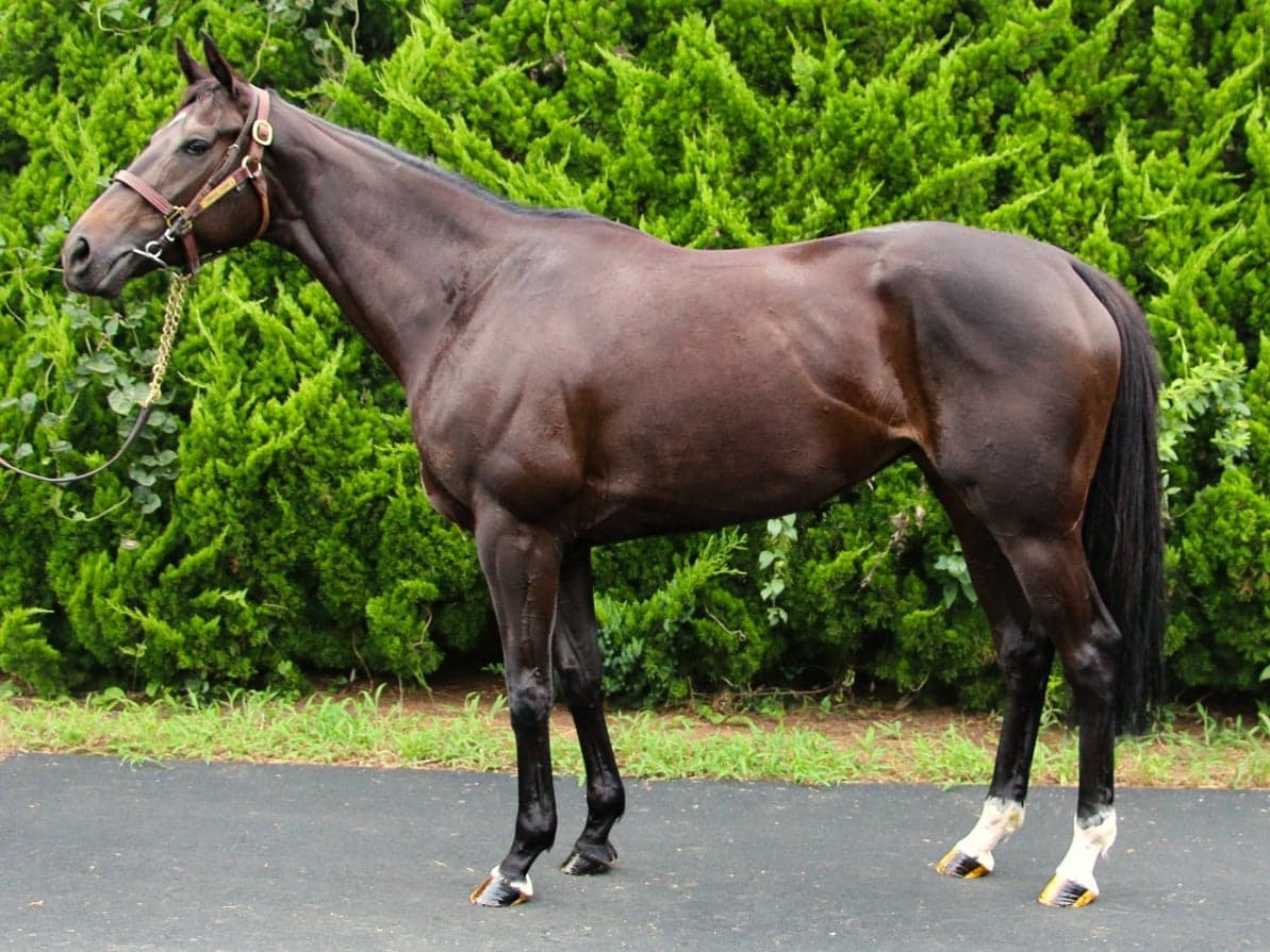 horse gallery