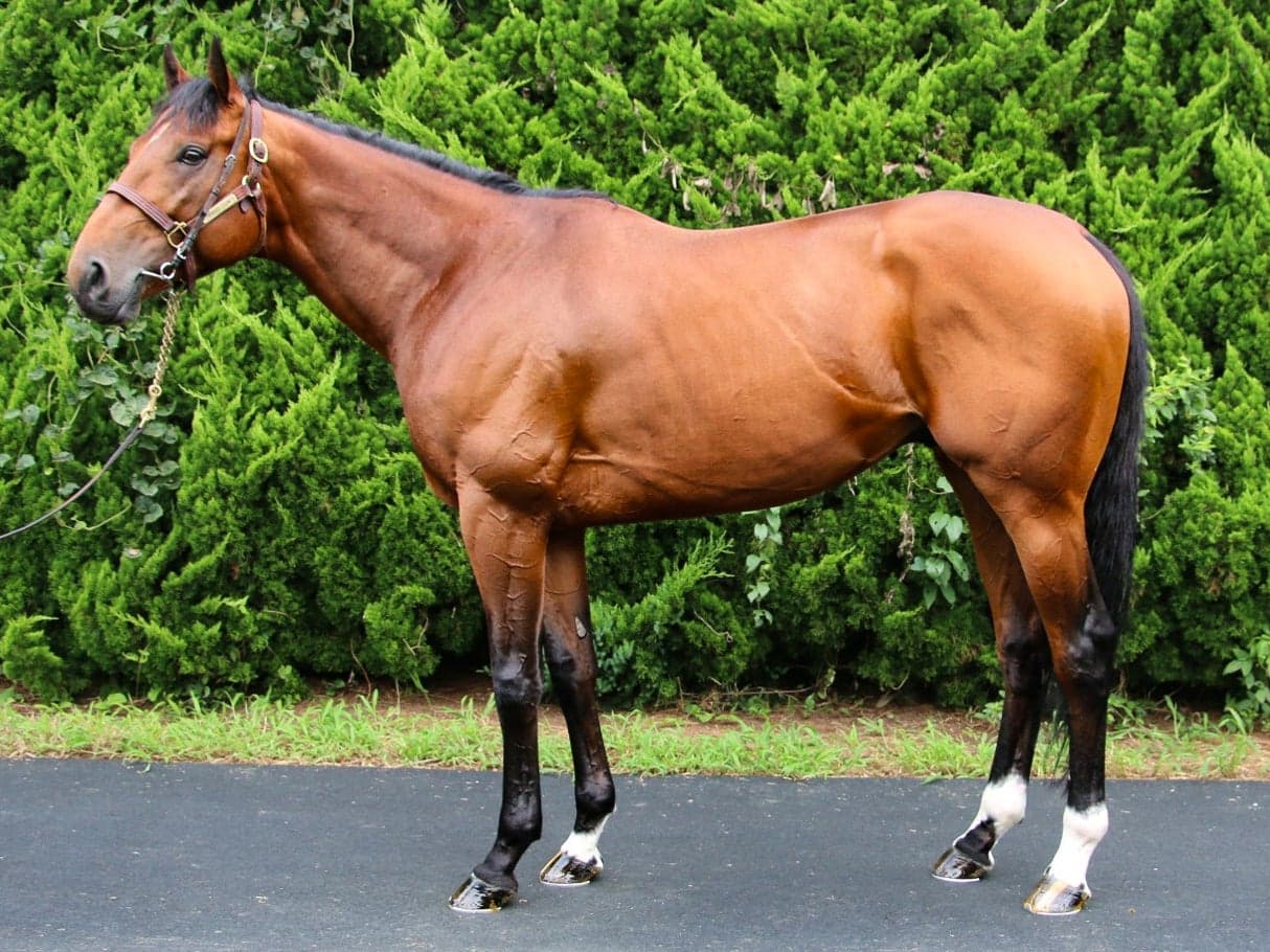 horse gallery
