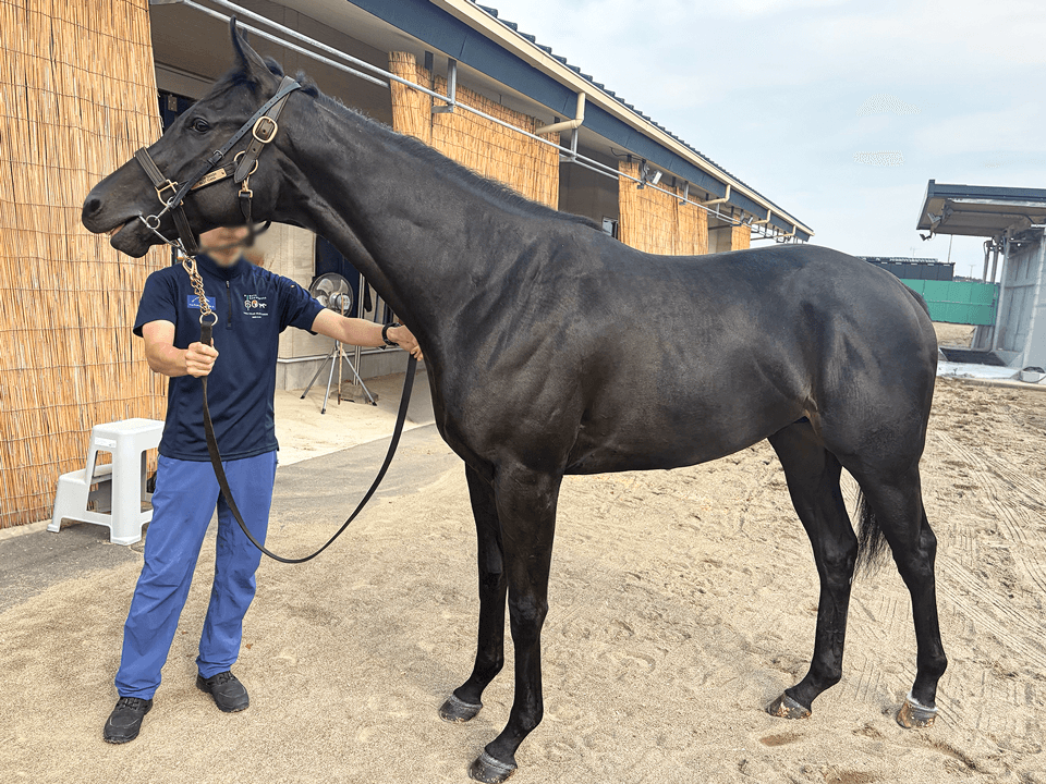 horse gallery