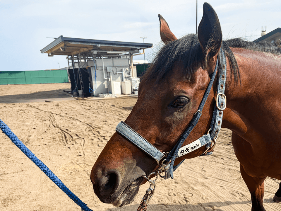 horse gallery